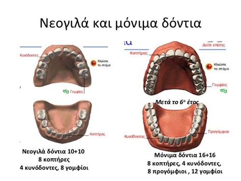 Ποιές είναι οι διαφορές των παιδικών νεογιλών δοντιών από τα μόνιμα