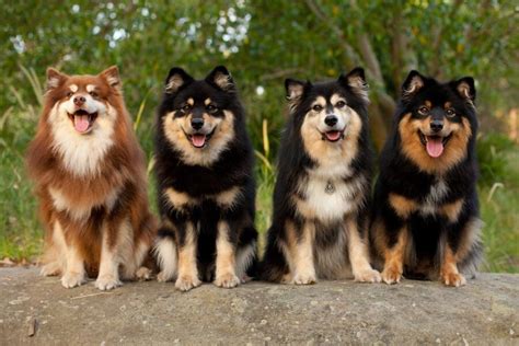 Finnish Lapphund Dog Reviews Real Reviews From Real People