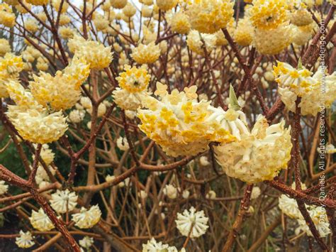 Edgeworthia Paperbush Winter Blooming Shrub