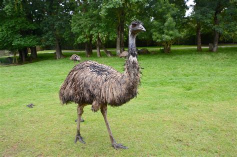 Top 12 Interesting Facts About Emus Animal Stratosphere