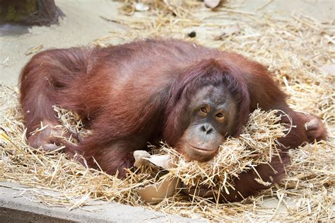 Orangutan Hd Wallpaper Background Image 2048x1365