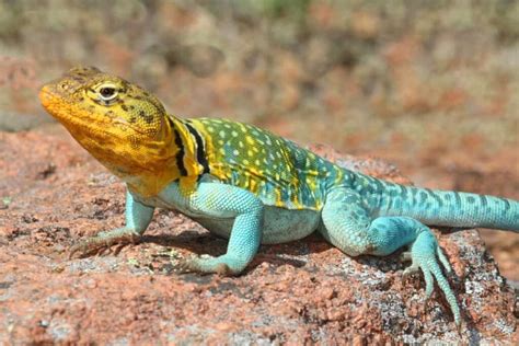 9 Stunning Desert Lizards Imp World