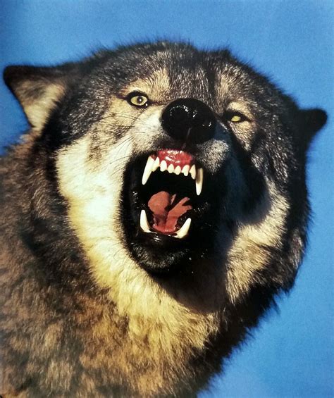 Angry Wolf Indian Wolf Wild Nature Angry Wolf