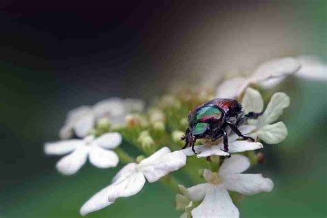 10 Plants That Attract Japanese Beetles To Your Garden