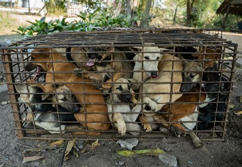 61 Dogs Intercepted On Route To Cambodian Slaughterhouse Stolen