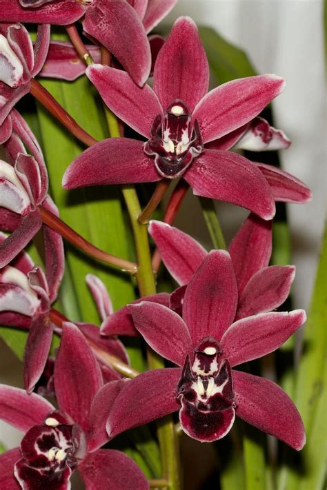 HOA PHONG LAN VIỆT VIETNAM ORCHIDS About Cymbidium Orchids Only Hoa đẹp Hoa lan Hoa