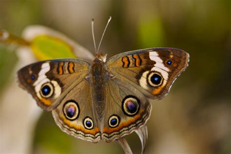 Common Buckeye Butterflies Of Louisiana ·