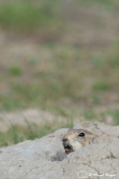 Marcel Huijser Photography Black Tailed Prairie Dog Cynomys