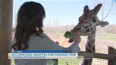 Only On 4 Acclimating Giraffes For Feeding Time At The Columbus Zoo