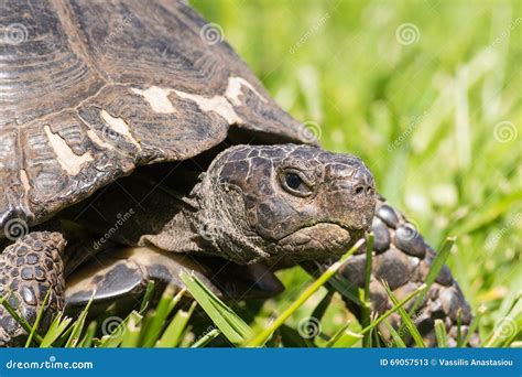 Angry Tortoise With Bloodied Nose Stock Image 90258733