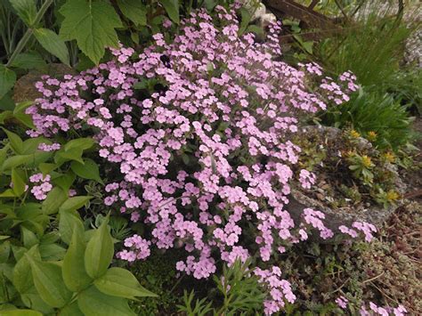 Gardening With Grace Plant Of The Week Saponaria X Lempergii Max Frei