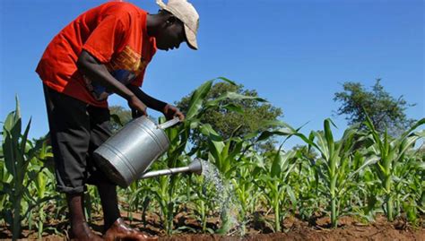 Le développement de l’agriculture en Afrique se prépare à Khartoum
