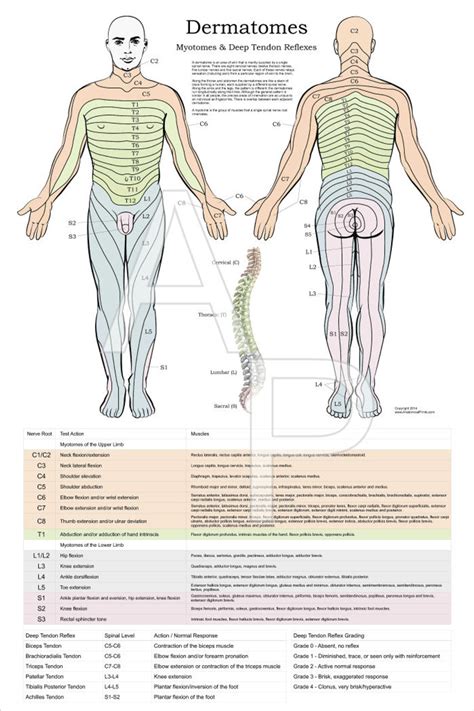 Dermatomes And Myotomes Poster Clinical Charts And Supplies