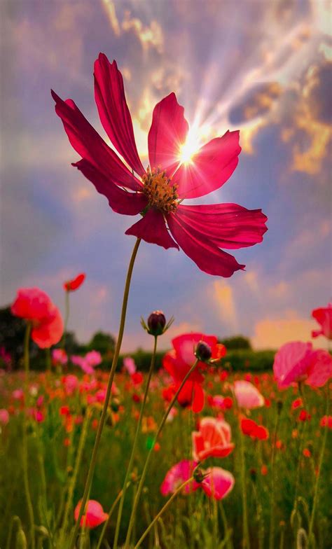 Pin By Ivanka Kostova On Sunset Flowers Photography Beautiful Nature