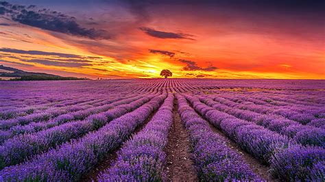 Lavender For You Purple Flowers Spa Nature Lavender Field Hd