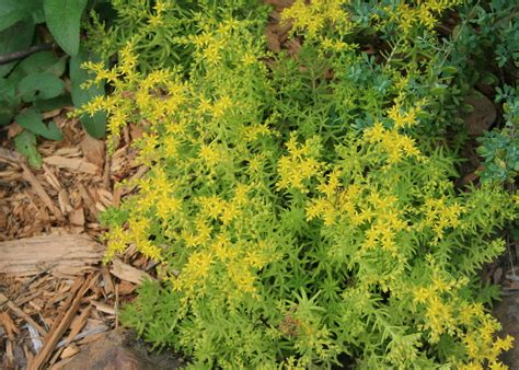 Nyambense, is a small, clumping succulent with a thick fleshy rootstock. Succulent lemon sedum thrive in sunny locations ...