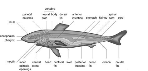Shark Anatomy — Schools At Look4