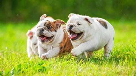 We offer safe and convenient shopping options: The Puppy Store Las Vegas - Puppies for Sale in Las Vegas ...