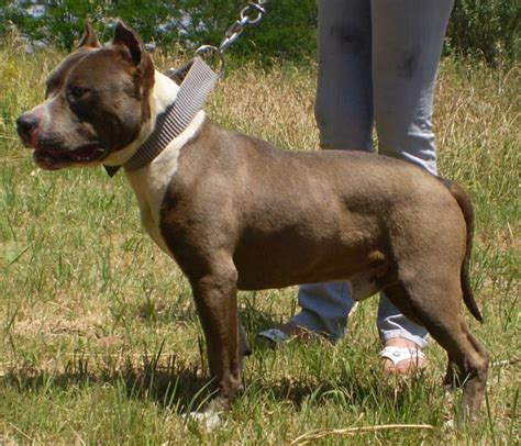 Despite the fact that it descended from fighting dogs most of. American Staffordshire Terrier Pictures | Wallpapers9