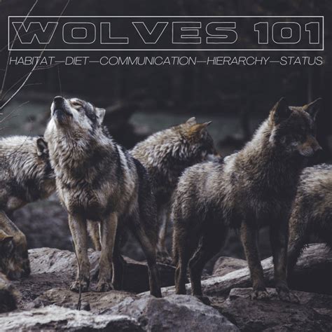 Wolves 101 Habitat Diet Communication And Conservation Owlcation