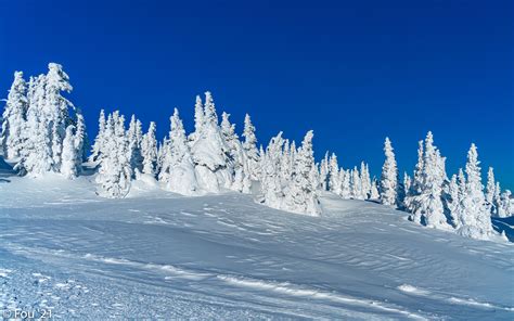 Download Wallpaper 3840x2400 Snow Trees Winter Snowy Landscape 4k