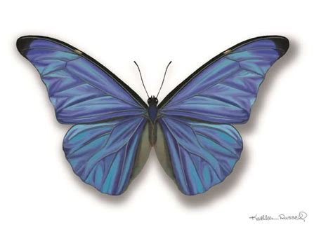 Mariposa Morfo Azul Aprende Sobre La Naturaleza Farmacia Cinca