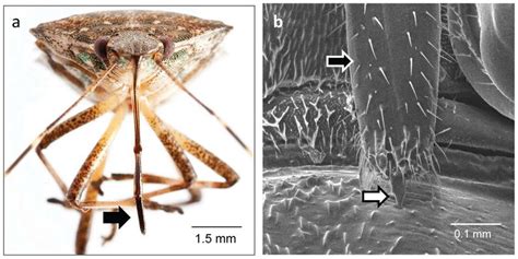 39 Stink Bug Life Cycle Diagram