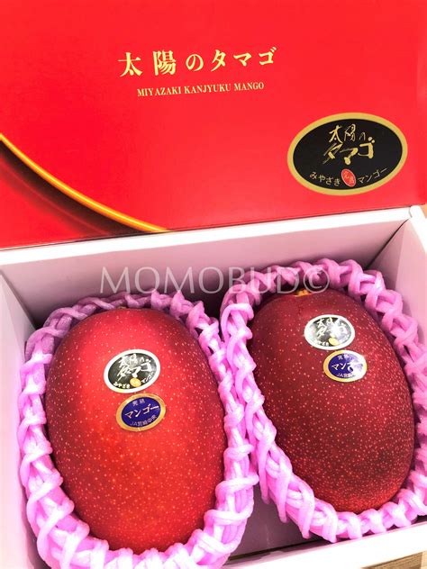 The largest fruits with the highest sugar content and the most vibrant red skin are sold as taiyo no tamogo (egg of the sun). Taiyo no Tamago Kanjuku Mango Gift Box (1.2kg) — MomoBud