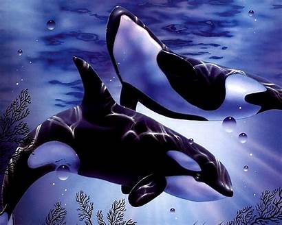 Whales Wallpapers Whale Killer Resolution Orca 3d