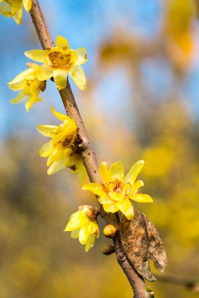 Wintersweet Plant Care Learn About Wintersweet Growing Conditions In