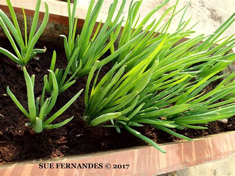 Leaves are spicy, perfect for mini wraps. Plants Growing In My Potted Garden.: How To Grow Spring ...