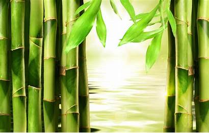 Bamboo Iphone Nature Wallpapers