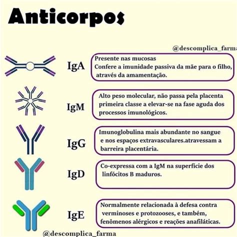 O Que São Imunoglobulinas