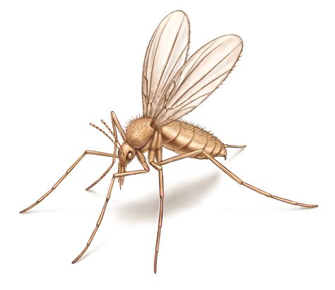 What Are Sand Flies Appearance Behavior Bites More