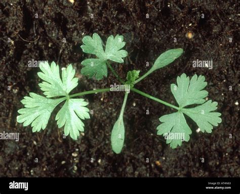 Fools Parsley Aethusa Cynapium Seedling With Three True Leaves Stock