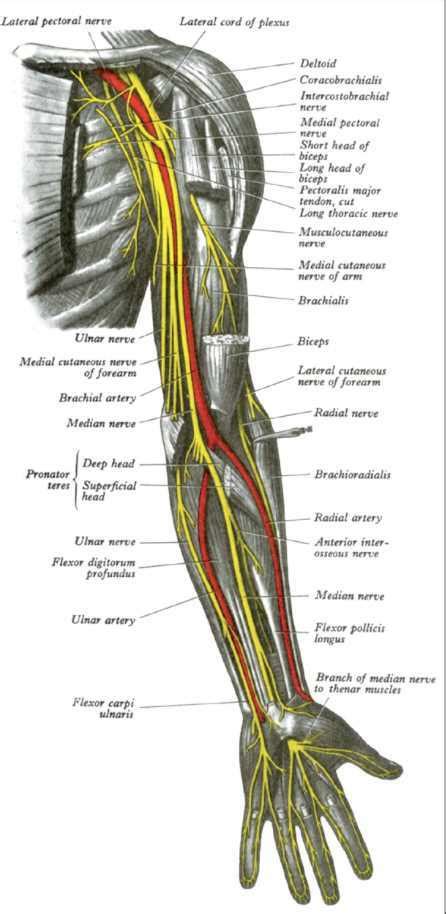 Anatomy Shoulder And Upper Limb Nerves Statpearls Ncbi Bookshelf