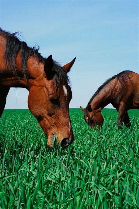 Two Brown Horses Eating Grass Photo Free Horse Image On Unsplash