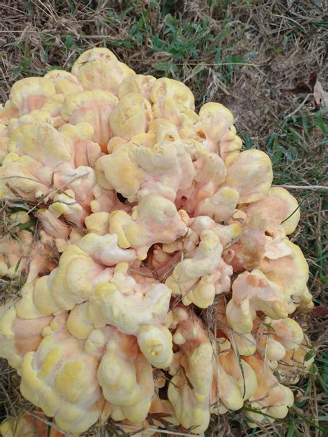 Possible Chicken Of The Woods Identifying Mushrooms Wild Mushroom