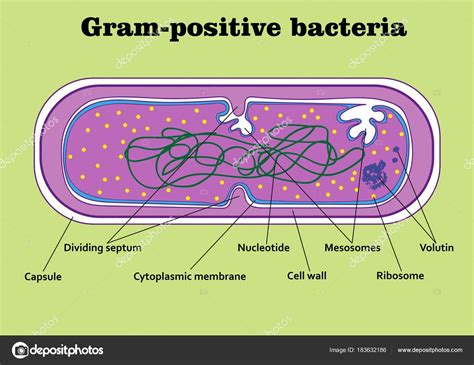 Partes De Una Bacteria