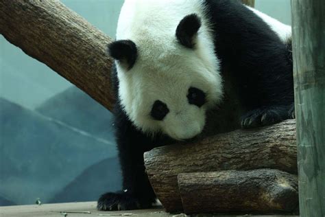 Panda Updates Thursday June 8 Zoo Atlanta
