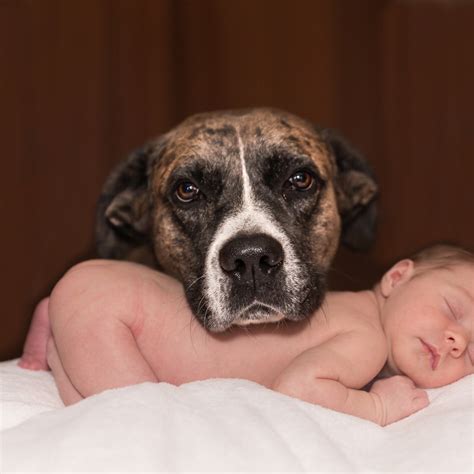 Do Dogs Know The Difference Between Babies And Adults