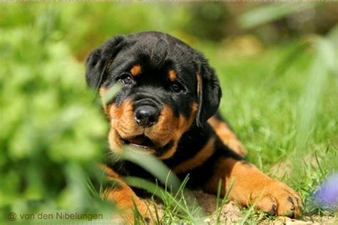 Ein großes angebot an mietwohnungen in braunschweig finden sie bei immobilienscout24. Rottweiler Hundezüchter »von den Nibelungen« aus Hessen ...