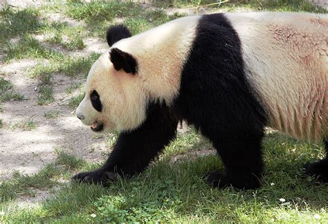 Foto Natura Huesca Oso Panda Gigante Ailuropoda Melanoleuca Jean