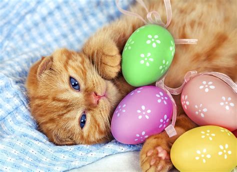 Easter Cat Wallpapers Top Free Easter Cat Backgrounds Wallpaperaccess