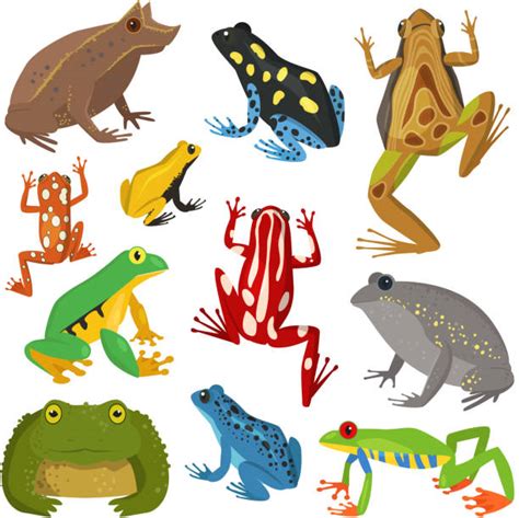 Amphibian Illustrations Royalty Free Vector Graphics And Clip Art Istock