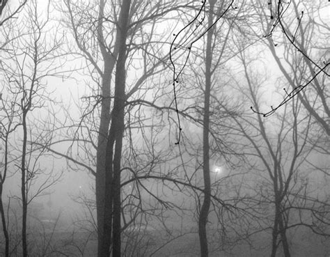 Trees In Fog Free Stock Photo Public Domain Pictures