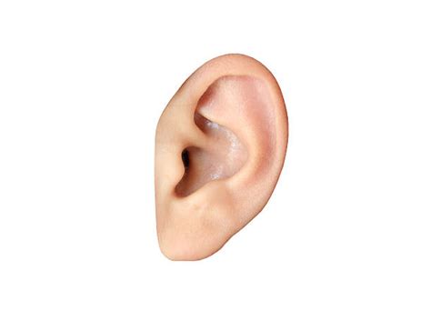 Royalty Free Human Ear Pictures Images And Stock Photos Istock