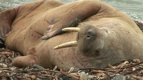 Walrus Basks In Orkney Attention Bbc News