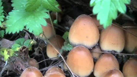 Early Spring Edible Mushrooms Of Pennsylvania Youtube