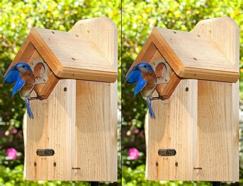 Do not use nesting boxes with attached perches. Cedar Eastern Bluebird House Package w/Complete Pole Kit